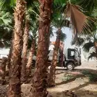 نخيل واشنطني زينه أمريكي