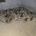 صوص بلدي محصن بصحه ممتازه جدا العمر شهر وزياده