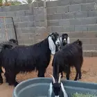 معزا عوارض مضاريع