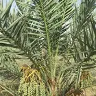 زبائن الكرام يتوفر لدينا نخل المقاس 7و6و5و3و2متر
