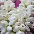 محل بيع الفل في الرياض عقود واساور واطواق جمله وتجزئه