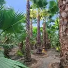 نخل واشنطن زينه امريكي للبيع