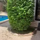 مشتل تنسيق حدائق امجاد