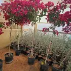 زراعة المنازل والفلل والقصور والمجمعات السكنية. ضمان وجودة