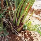 نخل وجثايث القصيم نخل طيب اسرنامعقوله