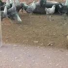 دجاج فيومي بياض