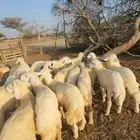 اضاحي طليان حري نظيف (تم البيع)