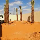 نخل مثمر صقعي اخلاص مجدول سكري روثان خضري مكتومي نخل واشنطني