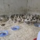 صوص بلدي محصن بصحه ممتازه جدا العمر شهر