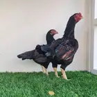 دجاج كورنيش