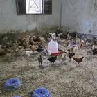 فروخ بلدي عمر شهرين محصن بصحه ممتازه جدا