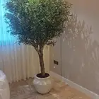 اشجار زيتون صناعي بسعار منافسه