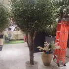 اشجار زيتون صناعي بسعار منافسه