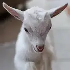 تيس قزمي