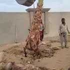 نخل واشنطن ابو مروحه نخيل