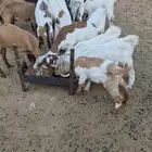 تيوس بهم جفار للبيع جمله 10.