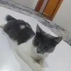 قط بلدي مفقود الي يشوفه يكلمني