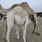 قعود للبيع ببيشة