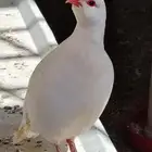حجل روسي منتج