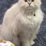 قط شيرازي للتبني 