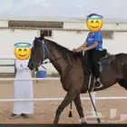 تدريب ركوب خيل نساء وا رجال