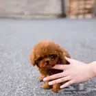 بودل تيكب مستوى عالي جدا