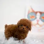 بودل تي كب   ...poodle teacup
