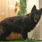 جيرمن بلاك