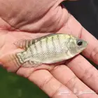 زريعة سمك بلطي