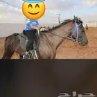تدريب ركوب خيل نساء وا رجال