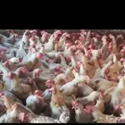 دجاج ابيض بياض