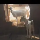 بهم ذكران 2 الموقع اضم