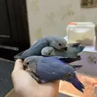 فروخ روز غر