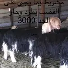 عروض النجد رقم 2 حلال ابو حمدان الحبابي