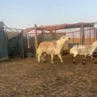 البيع فحل مشروك