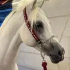 عنده خيول كفو للتبني سبب التبني معد عنده القدره يصرف عليها