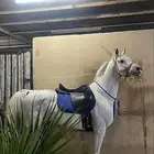 خيل عربي