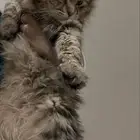 قطة للتبني