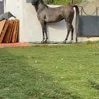 فرس شعبيه حاره كفوو