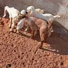 جفار ثنين تيوس ثنين دواغير