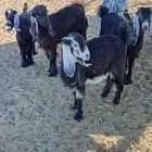 6تيوس وجفار المليدا