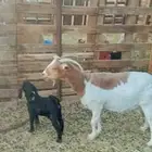 عنز والد مشبعه بنتها وزود سنها تامه