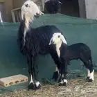 متبع نجديه تحتها خروف سنها ثنيه