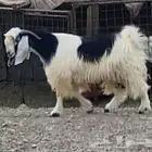 تيس فحل عارضي مشروك شامي