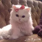 لقيت قطوه شعرها كثيف ابيض لونها عيونها ازرق