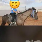 تدريب ركوب خيل بقل السعر
