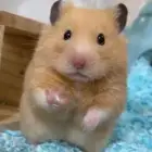 هامستر   سوري أليف