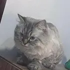 قط هملايا للتبني