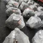 جربكسات مستوده