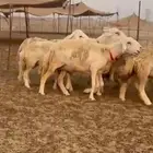 غنم حريات رخال حرش صنف